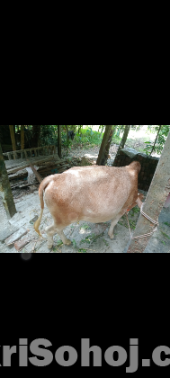 একটি দেশেও জাতের ষাঁড় গরু অবিশ্বাস্য দামের বিক্রি করা হবে